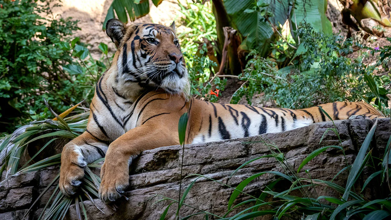 Asian tiger Asian tiger