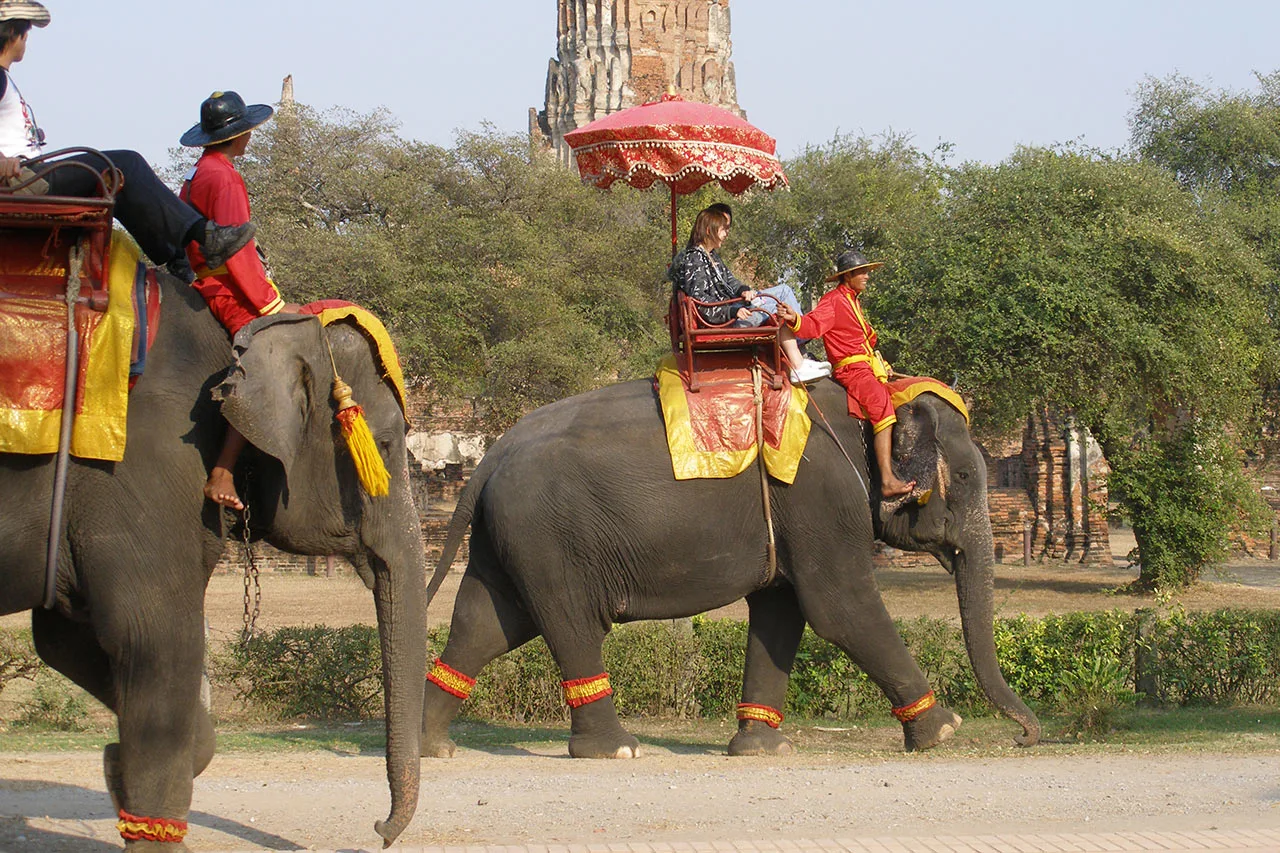 Elephants in Ayutthaya Elephants in Ayutthaya