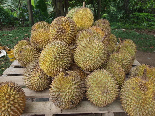 Durian pile