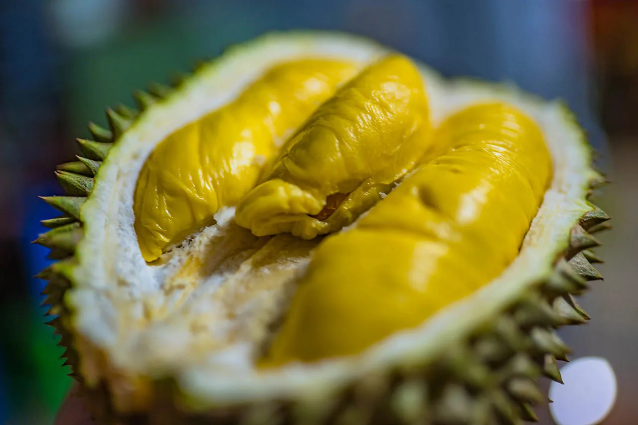 Durian Durian
